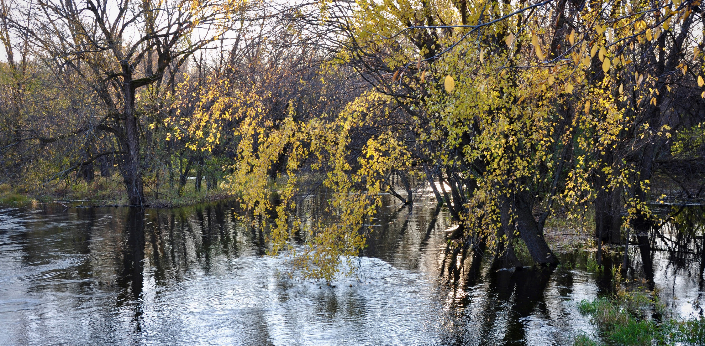 Shoreline protected by easement along the North Fork Crow River.